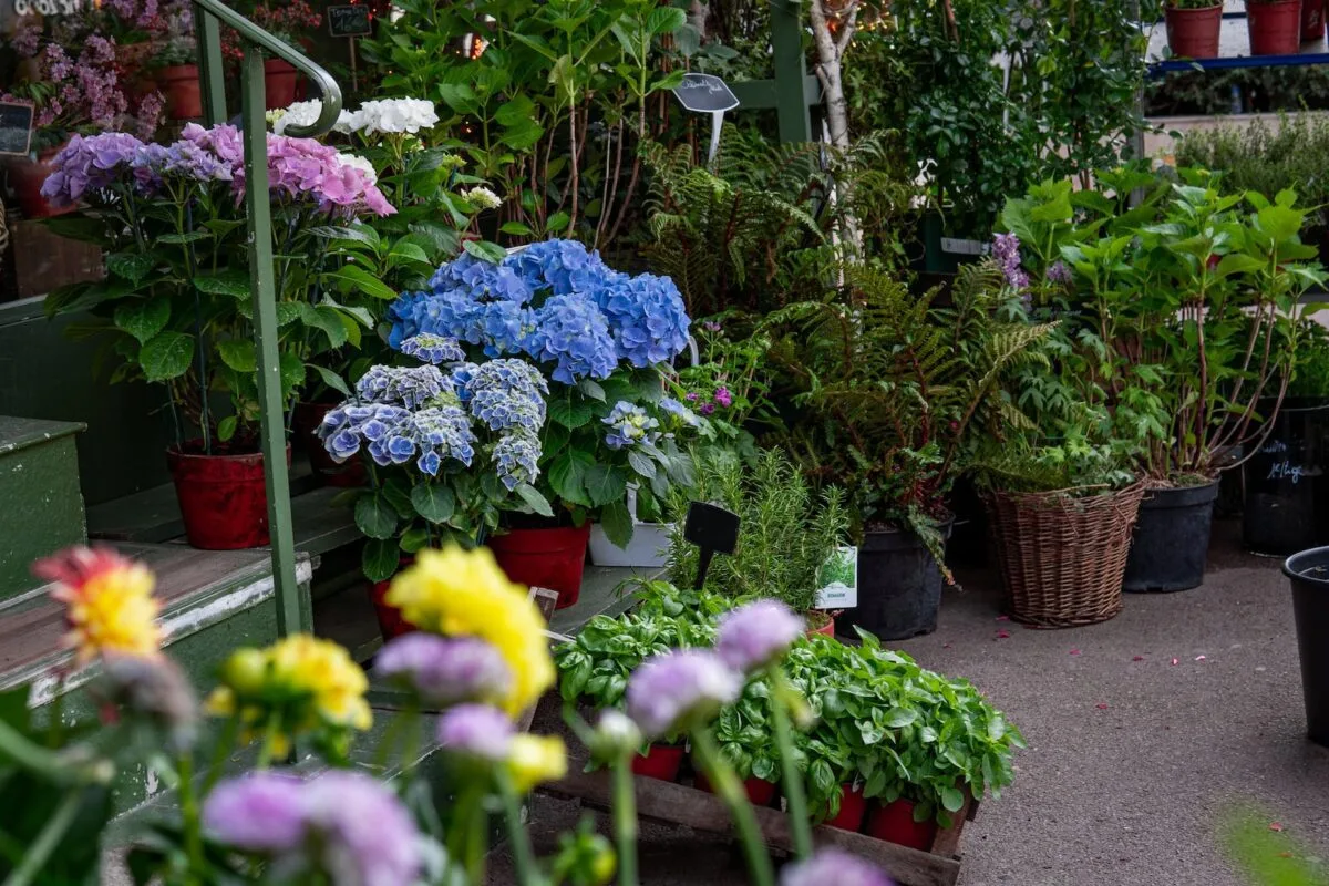 5 specii de plante pentru grădina ta