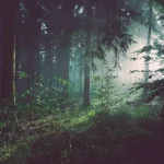 Transformări Naturale ale Parchetului: Ghid Complet despre Speciile de Lemn