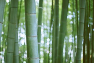 Cum sa decorezi baia cu bambus: idei originale si practice